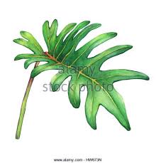 Tropical Green Leaf Of Philodendron Xanadu Plant Hand Drawn Watercolor Painting Stock Image Plants Philodendron Plant Leaves