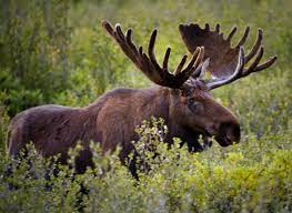 Bulls will duel other males for the permission to breed the cow. Moose Rutting In Denali U S National Park Service