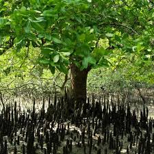 Image result for Heritiera