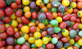 We would like to show you a description here but the site won't allow us. Types Of Tomatoes For Garden Glory Epic Gardening