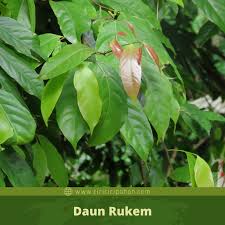 Perbedaan serut lanang dan kirombeng atau jerukan. Ciri Ciri Pohon Rukem Flacourtia Rukam Di Alam Liar Ciriciripohon Com