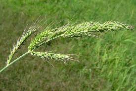 Image result for Echinochloa crus-galli