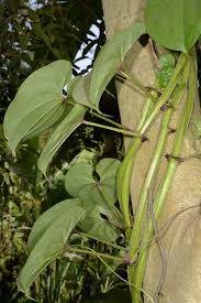 Image result for Dioscorea hirtiflora