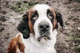 She S Waiting Humane Society Dog Adoption Find Pets