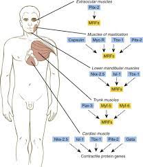 Feb 11, 2020 · @alwaysclau: Muscles Of The Head And Neck An Overview Sciencedirect Topics