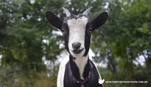 Shop for all of your pet needs at chewy's online pet store. Keeping Miniature Goats As Pets The Ultimate Guide