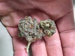 Check spelling or type a new query. Chocolate Kush Marijuana Strain Information Leafly