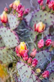 Cactus flowers can be yellow, red, pink, white, orange, or blue. Pink And Yellow Flowers On A Prickly Pear Cactus These Are Stunning Easily Recognized Cactus That Make Fan Prickly Pear Cactus Cactus Flowers Blooming Cactus