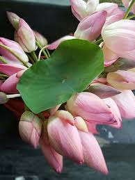 Flower Of Bangladesh Flowers Plumeria Frangipani