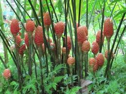 Maybe you would like to learn more about one of these? Beehive Ginger Uses Information On Growing Beehive Ginger Plants