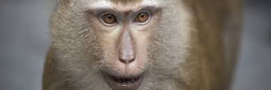 71% des personnes interrogées estiment ainsi que la france «compte déjà beaucoup d'étrangers et qu'accueillir des immigrés supplémentaires n'est pas l'enquête de l'ifop pondère néanmoins ses résultats, en soulignant que 66% des sondés estiment que la france doit accueillir par solidarité les. Experimentation Animale Y A T Il Une Retraite Pour Les Singes De Laboratoire