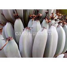 Blue java sundae, hold the banana. Kaufen Musa Blue Java Mit Canarius