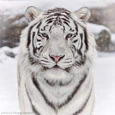 Are You Really Going To Make Me Holler Tiger Photography Animals Animals Wild