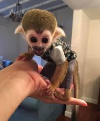 In the usa you are not allowed to sell your pet capuchin monkey for a fee unless you have an usda breeder or broker license. Squirrel Monkey For Sale Online Buy Squirrel Monkey Online