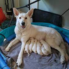 Bred for intelligence and white color, our white german shepherd all our puppies and dogs are registered as purebred german shepherd dogs and come with registration app., are vet checked and guaranteed as strong healthy pups. White German Shepherd Puppies The Artic Argonauts Home Facebook