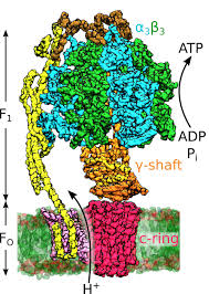 The overall reaction catalyzed by atp synthase is: Mechanochemical Coupling In The Rotary Cycle Of F1fo Atpase Gauss Centre For Supercomputing E V