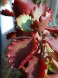 Image result for Kalanchoe brachyloba
