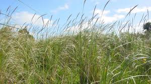 Image result for Cenchrus macrourus