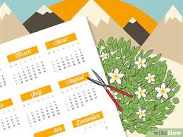 I would cut the hibiscus back in early spring. How To Prune Hibiscus 10 Steps With Pictures Wikihow