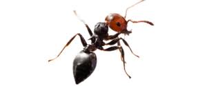 So you want to get rid of ants? Moat Ant Control Near Me The Ant Exterminator Ant Control Service