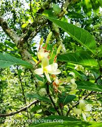 Image result for Holarrhena floribunda