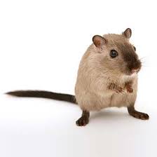 If you suspect that you need professional extermination services the roof rat is small and black or dark brown in color and prefers to climb and build nests in roofs or attics. Mice Control Removal Experts Residential Rodent Control Specialists All N One Pest Eliminators