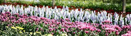 When sending flowers to using direct2florist, you can see and choose your local florist delivering european florist of 40 years we visit the fresh flower markets daily so your arrangements will last. Floraco Wholesale Cut Flowers Flower Wholesaler Perth