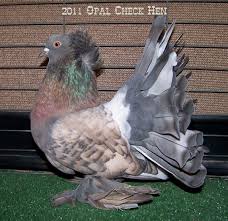 American Fantasy Pigeon Guzel Kuslar Hayvan Hayvanlar