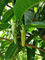 Image result for Annona reticulata