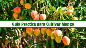 Guia Practica Para Cultivar Mango Pdf Cultivar Agronomia Fruta