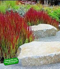 Baldur Garten Ziergras Red Baron Japanisches Blutgras Flammengras 3 Pflanzen Imperata Cylindrica Ziergras Garten Pflanzen