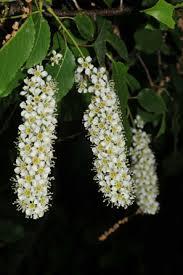 Check spelling or type a new query. Virginia Tech Dendrology Fact Sheet