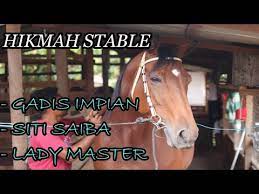 Contdict.com > indonesian english online translator. Berkunjung Ke Kandang Kuda Gadis Impian Siti Saiba Dan Lady Master Ll Payakumbuh Ll Kuriak Kusuik Youtube
