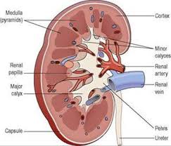 Learn how your kidneys filter blood, why kidneys are important, and how kidneys help maintain a healthy balance of water, salts, and minerals in your body. The Urinary System Ross And Wilson Anatomy And Physiology In Health And Illness 11e