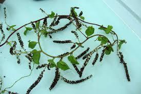 Image result for Basellaceae