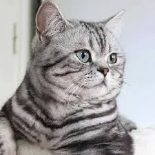 Elevage True Colors Eleveur De Chats British Shorthair Et Longhair En 2020 Chat