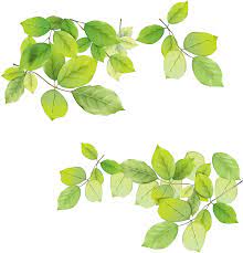 Green Leaves Png Image Purepng Free Transparent Cc0 Png Image Library