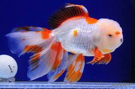 One of the most unique of all freshwater aquarium fish, the blind cave tetras do not have eyes at all! Red White Pompom Oranda Dandyorandas Com Goldfish Fish Kingdom Tropical Fish