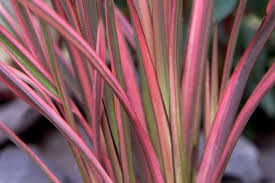 Image result for Phormium