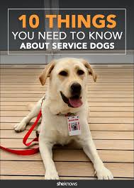 If You Ve Ever Reached Out To Pet A Service Animal Read This Service Dog Training Autism Service Dogs Service Animal