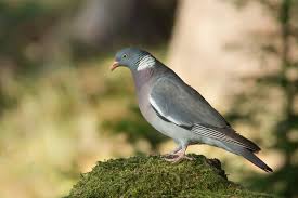 حمامة الغابة او الحمامة البرية كل ماتود معرفته حول هذا الطائر طيور العرب Wood Pigeon Pigeon Animals