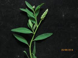 Image result for Sphenoclea zeylanica