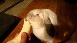 Banana is a good nutritious food to treat rabbits. Can Rabbits Eat Bananas Safely And In What Quantity