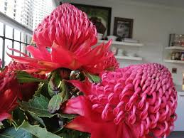 Image result for Protea micans