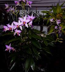 Image result for Eulophia obscura