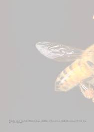 Image result for Hirpicium antunesii