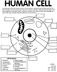 Different cell types can look wildly different, and carry out very different roles within the body. Human Cell On Crayola Com Science Cells Cells Worksheet Middle School Science