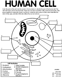 To prepare stained temporary mounts of (a) onion peel, and (b) human cheek cells and to record the questions posted on the site are solely user generated, doubtnut has no ownership or control over. Human Cell On Crayola Com Science Cells Cells Worksheet Middle School Science