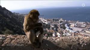 Gibraltar is a defensive legend able to endure a lot of damage. Gibraltar Angst Vor Brexit Weltspiegel Ard Das Erste