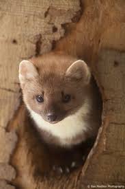 European Pine Marten Cute Animals Baby Animals Animals Friends